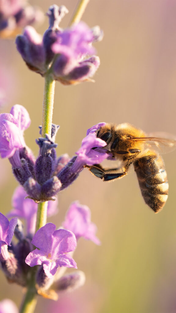 En una colmena, los zánganos (abejas macho) tienen un desarrollo que está ligado al número 21: Días de desarrollo: Un zángano tarda 21 días en emerger desde que el huevo es puesto hasta que se convierte en adulto. Fertilidad: Aproximadamente a los 21 días de vida, los zánganos alcanzan la madurez sexual y están listos para aparearse con una reina virgen. Este número es crucial en la cronobiología de las abejas, ya que define un ritmo natural en su reproducción.