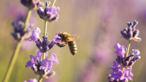 Las abejas son insectos increíblemente inteligentes y organizados, conocidos por su estructura social y sus habilidades matemáticas innatas. Entre los muchos misterios que rodean a estos polinizadores, uno de los más curiosos es su conexión con el número 21. A continuación, exploraremos cómo este número aparece en el mundo de las abejas desde diferentes perspectivas: biológicas, matemáticas y simbólicas.
