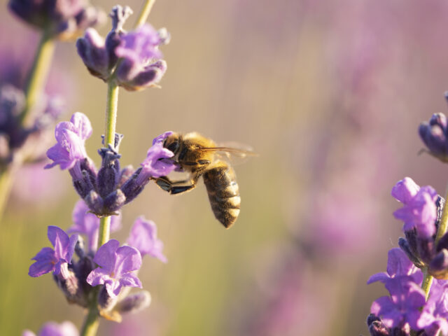 Las abejas son insectos increíblemente inteligentes y organizados, conocidos por su estructura social y sus habilidades matemáticas innatas. Entre los muchos misterios que rodean a estos polinizadores, uno de los más curiosos es su conexión con el número 21. A continuación, exploraremos cómo este número aparece en el mundo de las abejas desde diferentes perspectivas: biológicas, matemáticas y simbólicas.